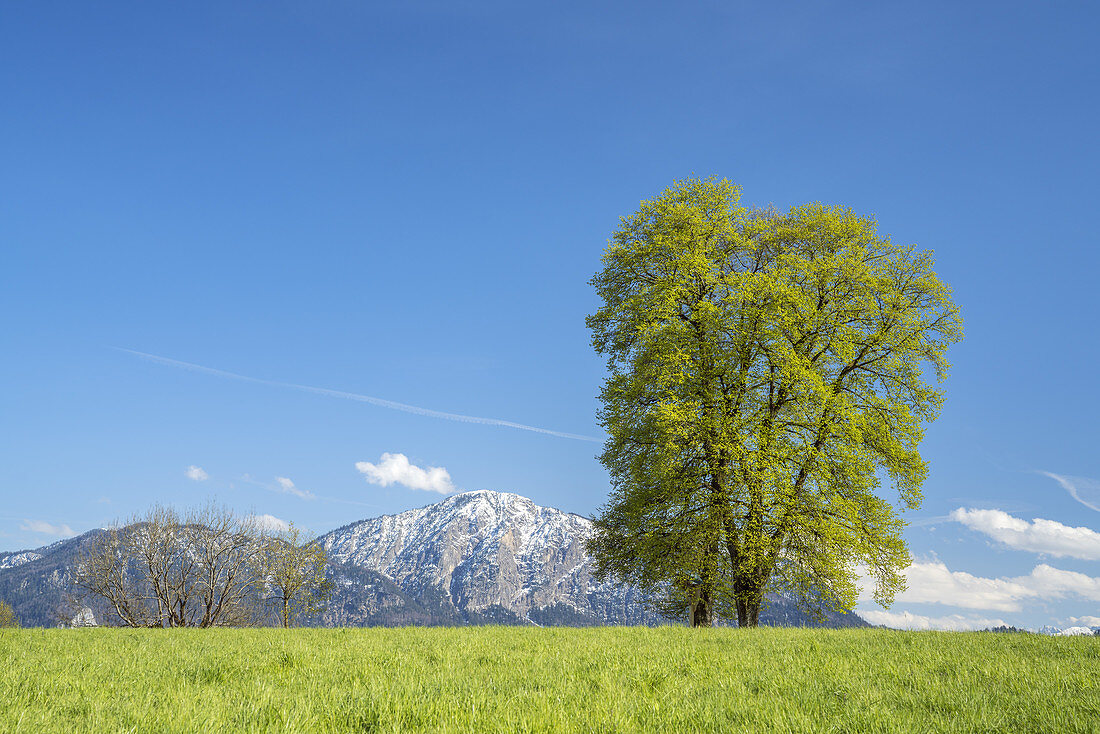 Lime tree in front of the Jochberg in spring, Großweil, Upper Bavaria, Bavaria, Southern Germany, Germany, Europe