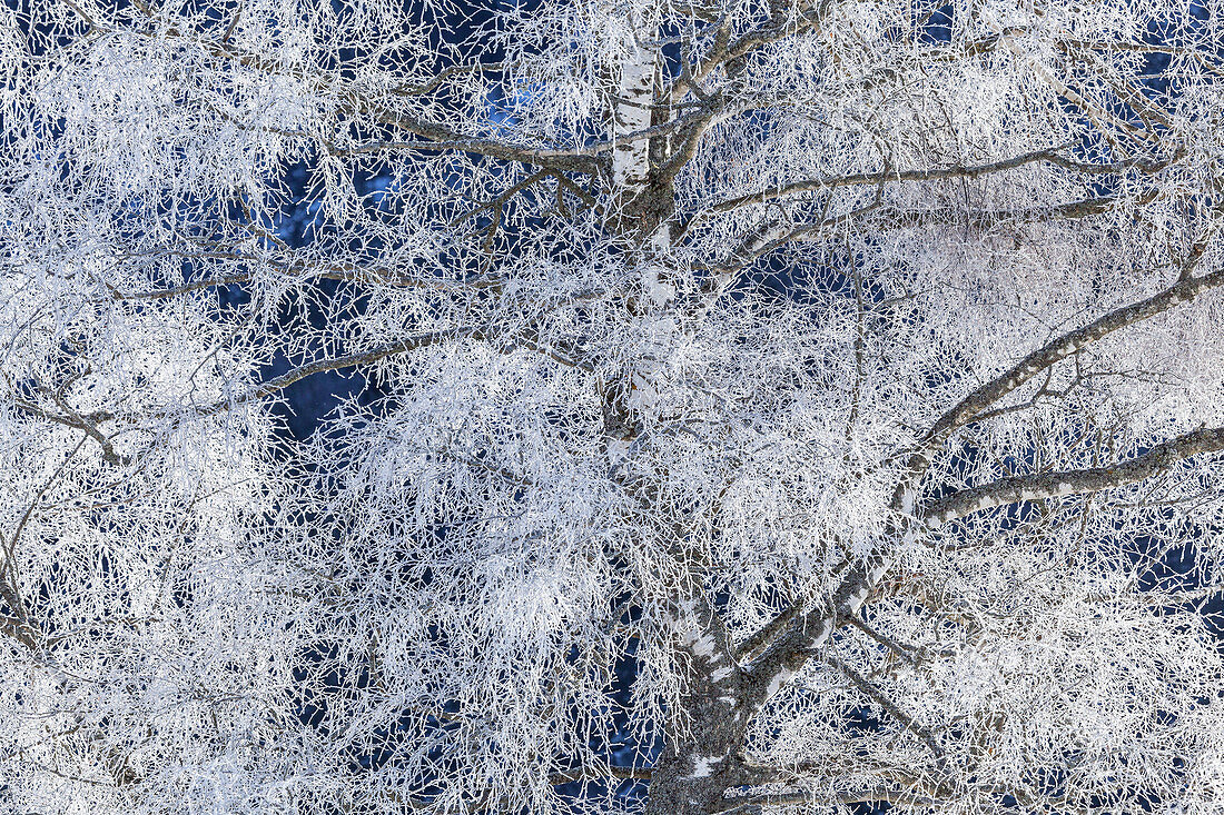 Birch with hoarfrost, Krün, Upper Bavaria, Bavaria, Germany, Europe