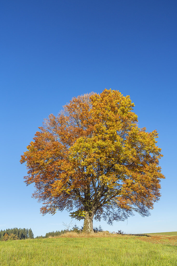 Beech tree in autumn near Penzberg, Pfaffenwinkel, Upper Bavaria, Bavaria, southern Germany, Germany, Europe