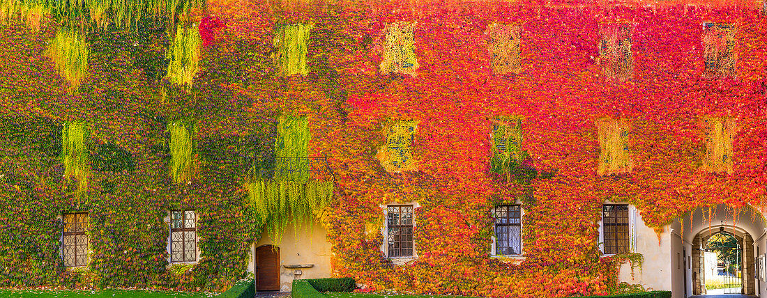 Wilde Rebe in den Herbstfarben an der Fassade des Innenhofes vom Kloster Neustift, Brixen, Eisacktal, Südtirol, Italien