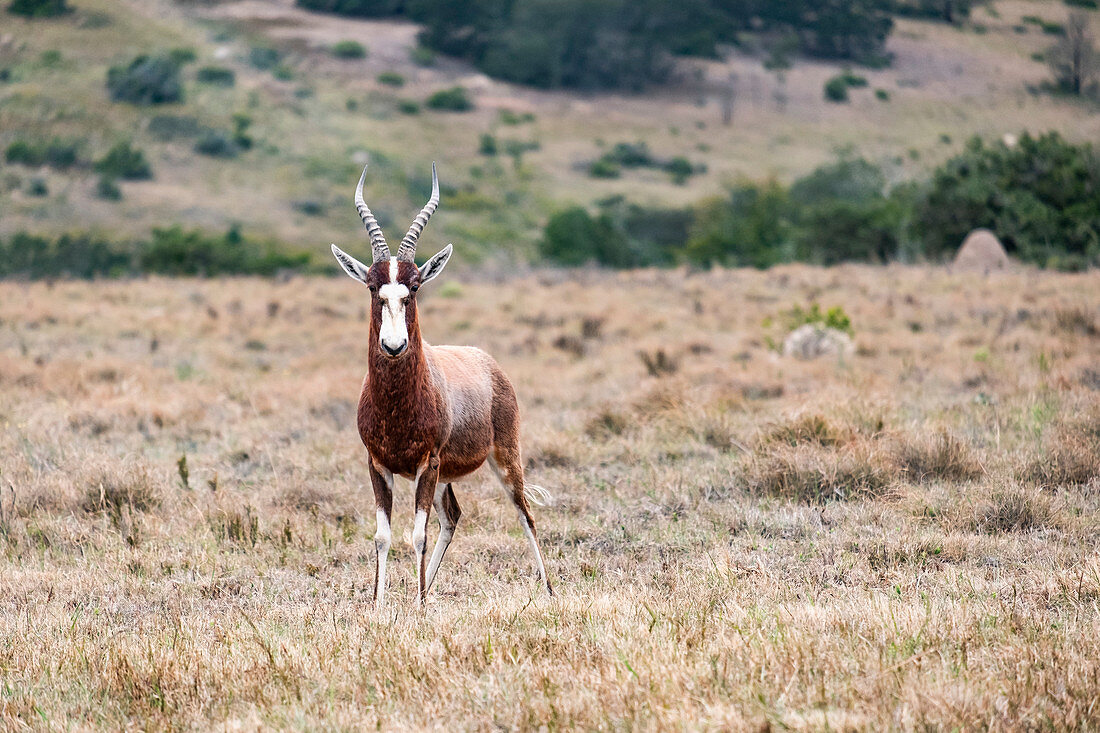 Springbock im Lalibela Game Reserve, Südafrika, Afrika