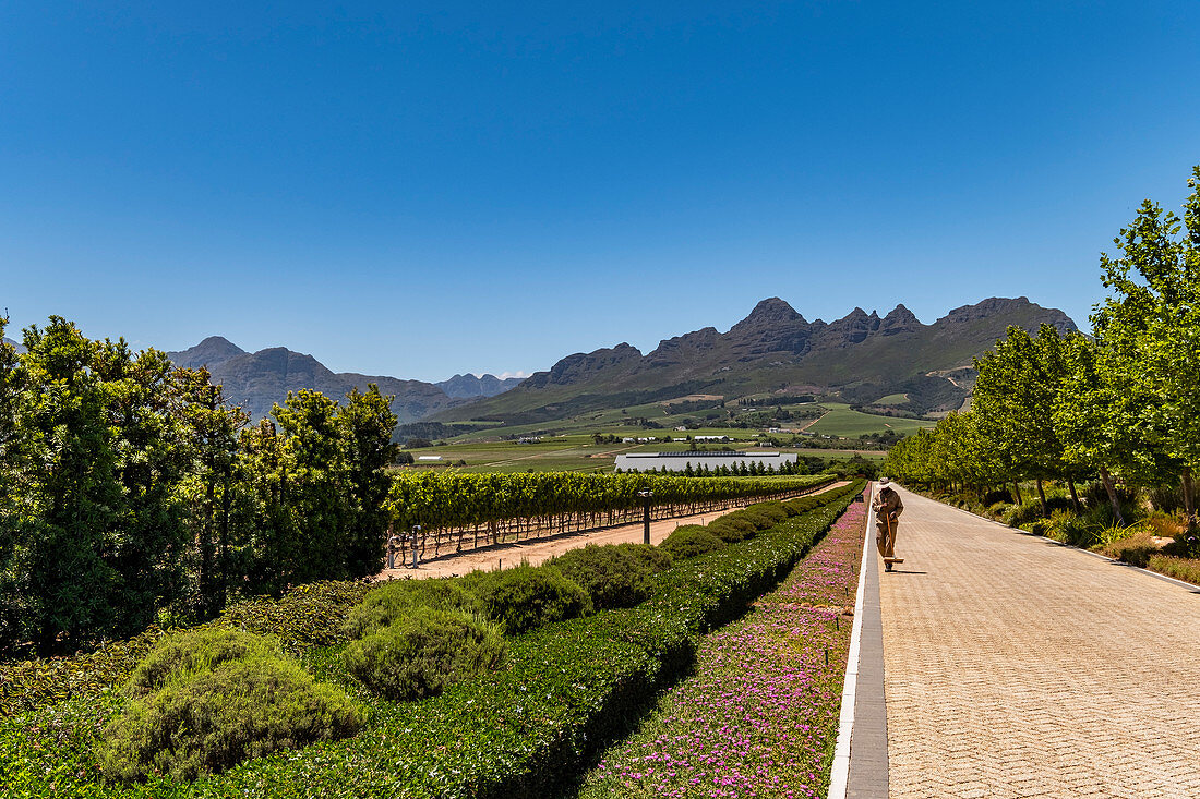 Cavalli Wine Estate, Stellenboch, Cape Winelands, Südafrika, Afrika