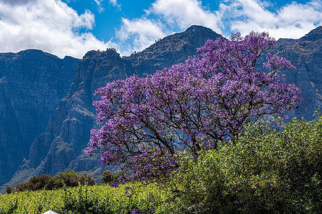 Flowering jacaranda trees at the Clouds Estate winery, Stellenbosch, Cape Winelands, South Africa, Africa