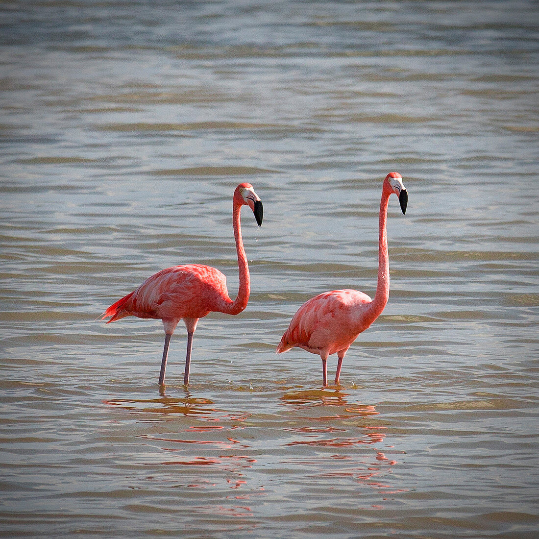 Two flamingos in the water on Cayo Guillermo, Cuba