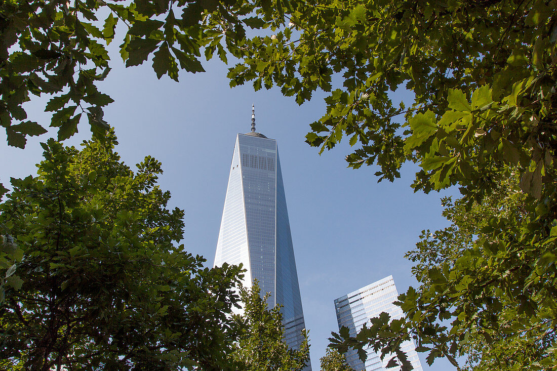 PERSPECTIVE OF ONE WORLD TRADE CENTER THROUGH THE TREES THAT ADORN THE 9/11 MEMORIAL, FINANCIAL DISTRICT, MANHATTAN, NEW YORK CITY, NEW YORK, UNITED STATES, USA