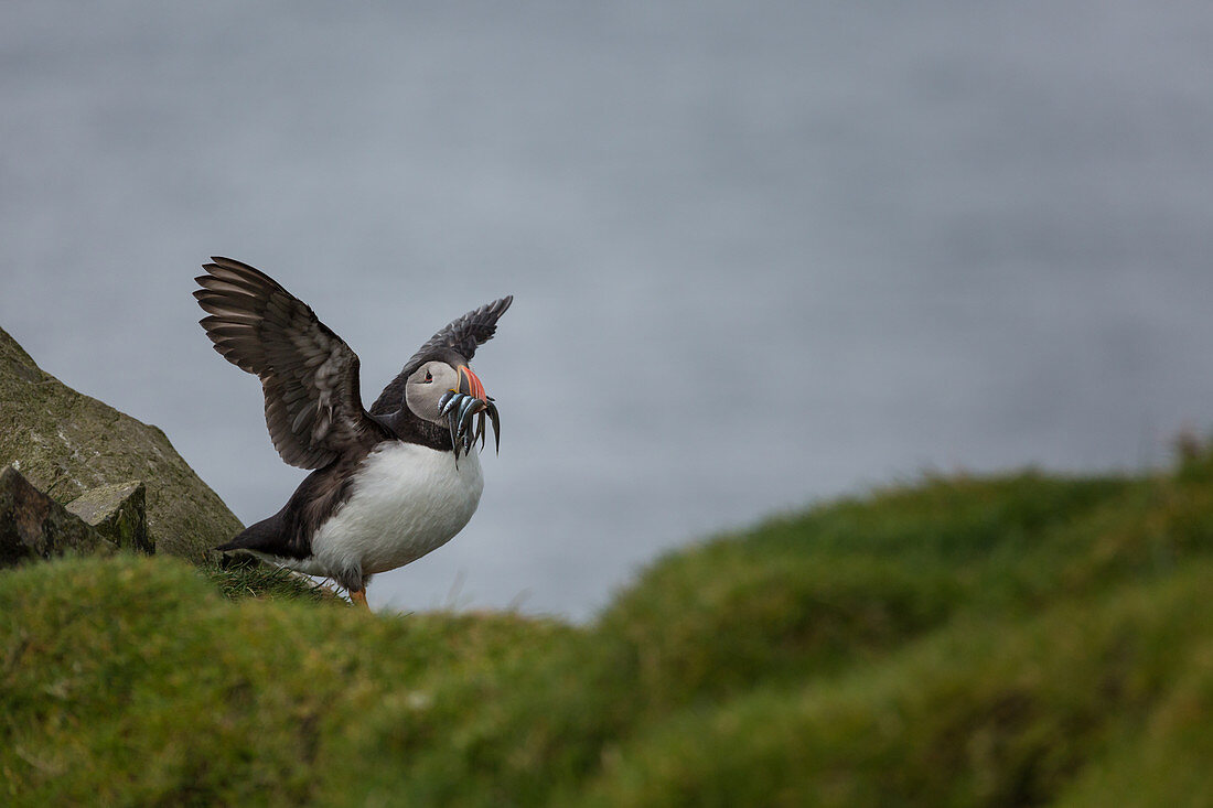 ATLANTIC PUFFIN FLAPPING ITS WINGS AS IT COMES BACK FROM FISHING WITH ITS BEAK FULL OF FISH, MYKINES, FAROE ISLANDS, DENMARK