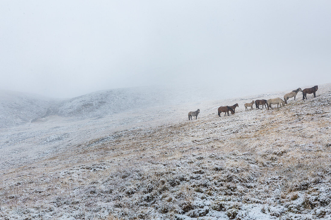 Ziegenherde in einem Schneesturm in der Nähe des Basislagers des Berges Khuiten, Tavan Bogd Massiv, Altai, Provinz Bayan-Olgii, Mongolei