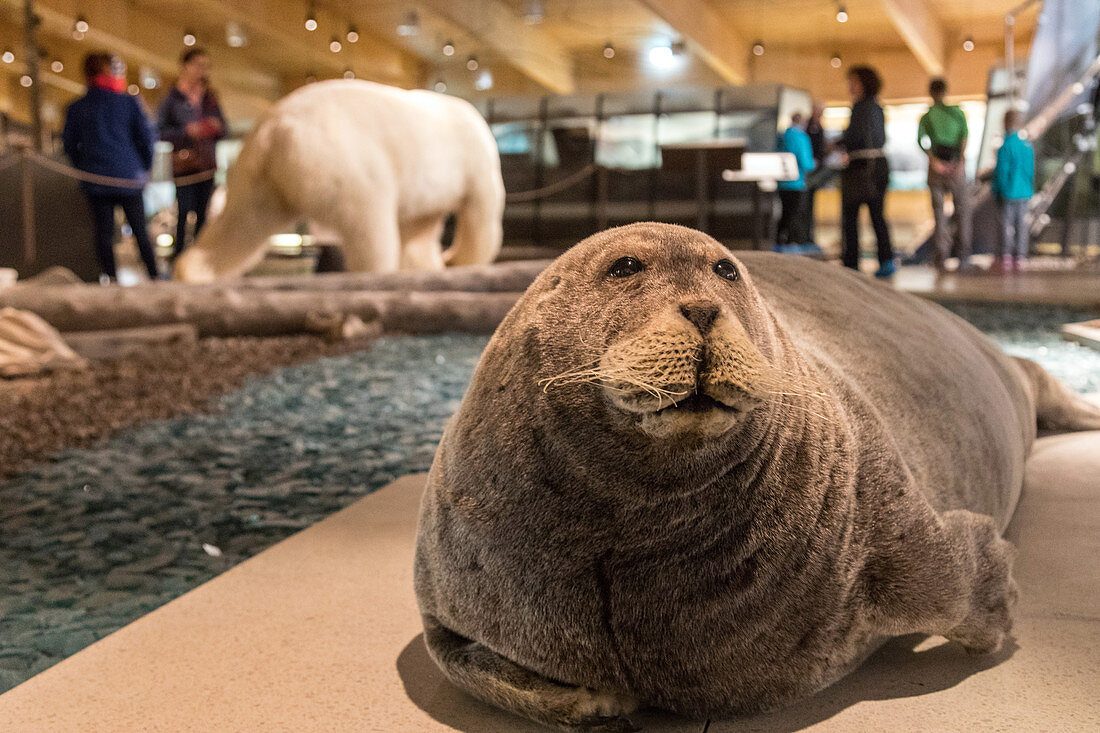 NATURALISTIC WALRUS, MUSEUM OF SVALBARD, CITY OF LONGYEARBYEN, THE NORTHERNMOST CITY ON EARTH, SPITZBERG, SVALBARD, ARCTIC OCEAN, NORWAY