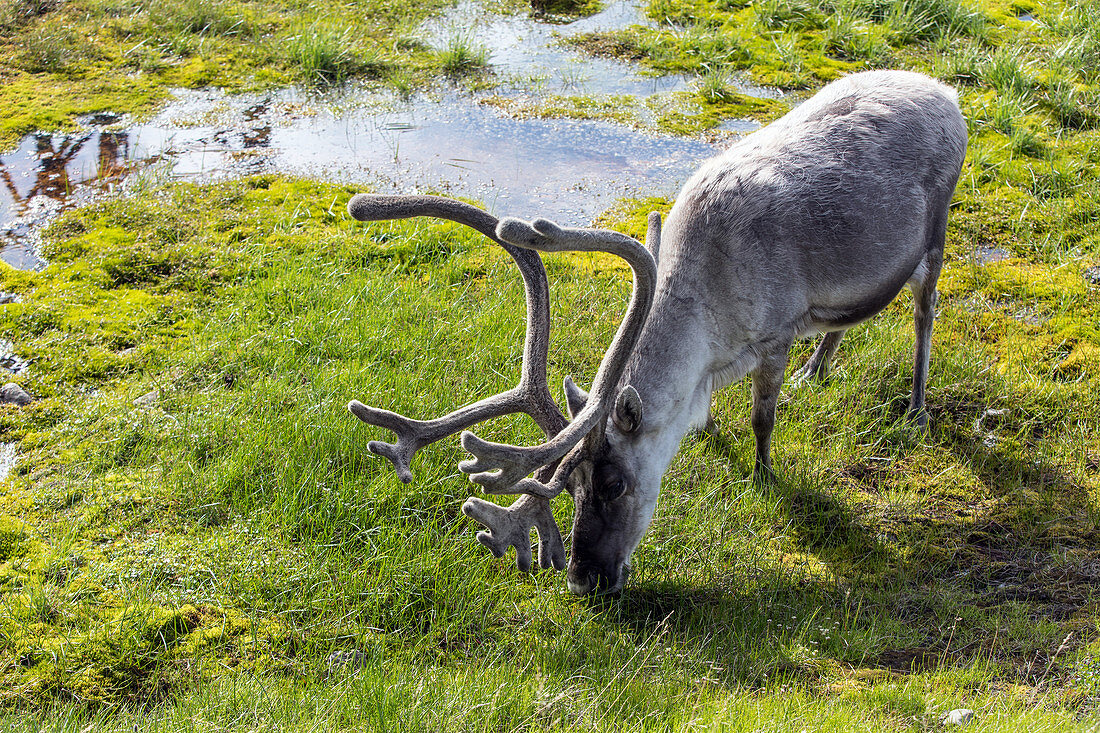 Rentier im Freien, Longyearbyen, nördlichstes Städtchen der Erde, Spitzbergen, Svalbard, Arktischer Ozean, Norwegen Norwegen