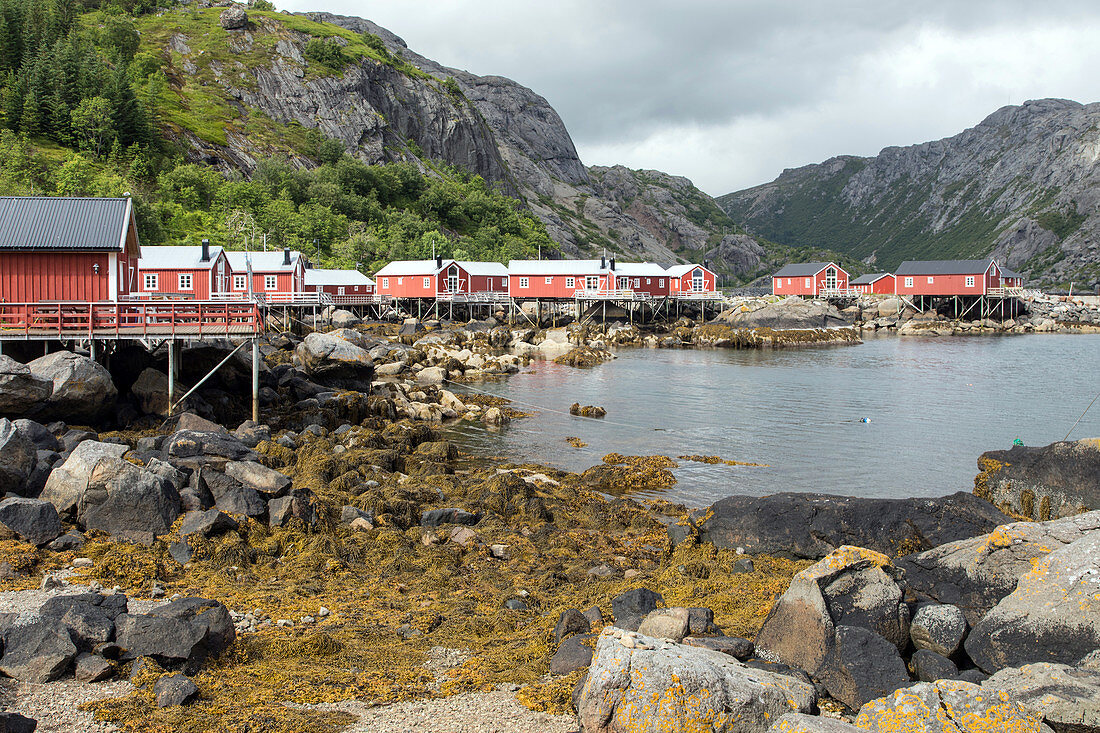 Traditionelle Fischerhäuser aus rot lackiertem Holz, Nusfjord, Vestfjord, Lofoten, Norwegen