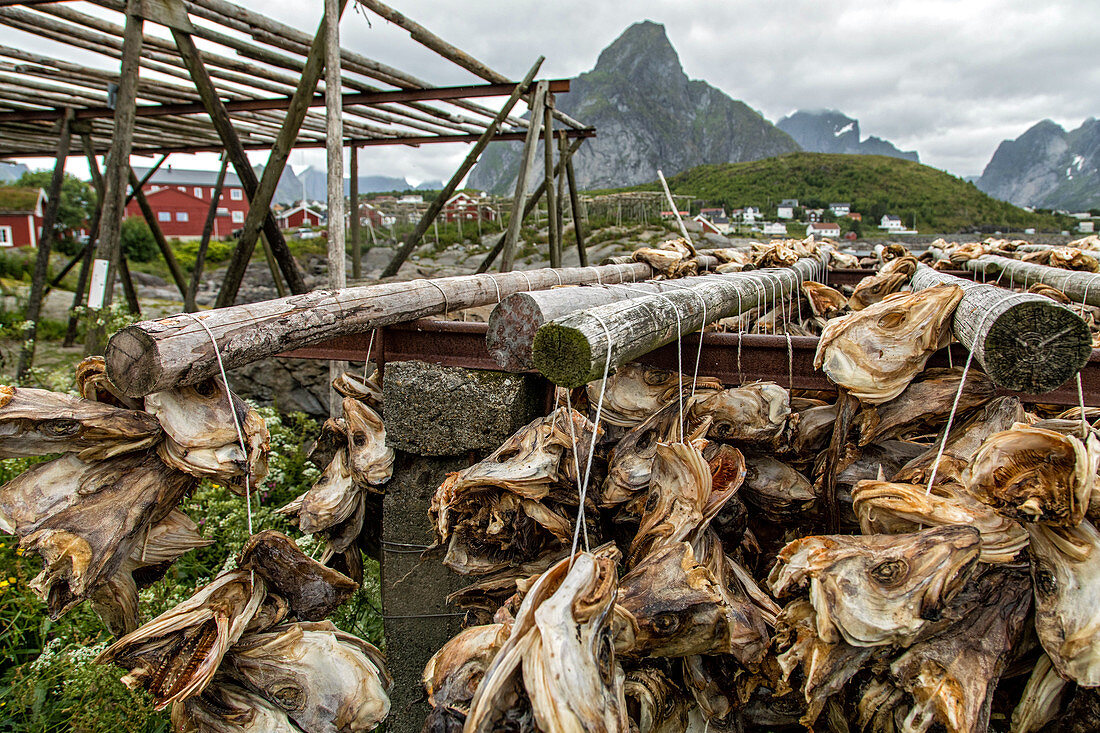 DRIED COD HEADS MEANT TO BE CRUSHED FOR EXPORTATION TO AFRICA AND EATEN IN SOUPS, LOFOTEN ISLANDS, NORWAY