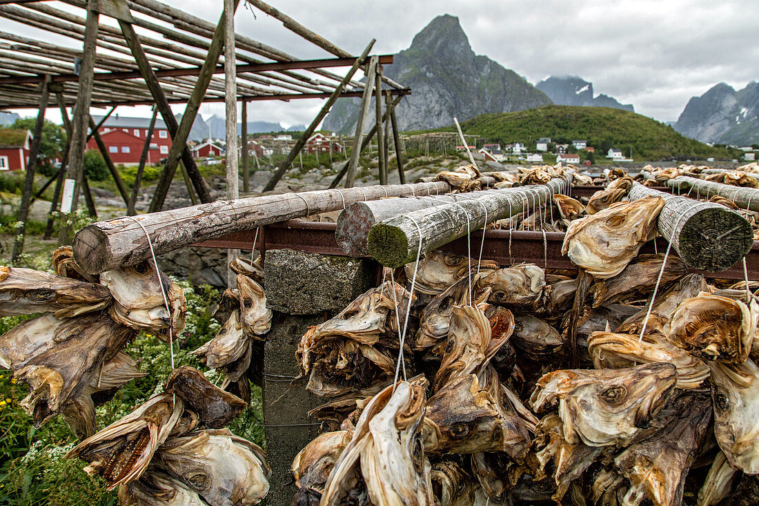 Getrocknete Kabeljauköpfe, sie werden nach Afrika exportiert für die Verwendung als Suppeneinlage, Lofoten, Norwegen, Essen