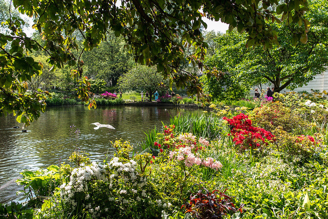 GARDEN, SAINT JAMES PARK, BUCKINGHAM PALACE, LONDON, GREAT BRITAIN, EUROPE