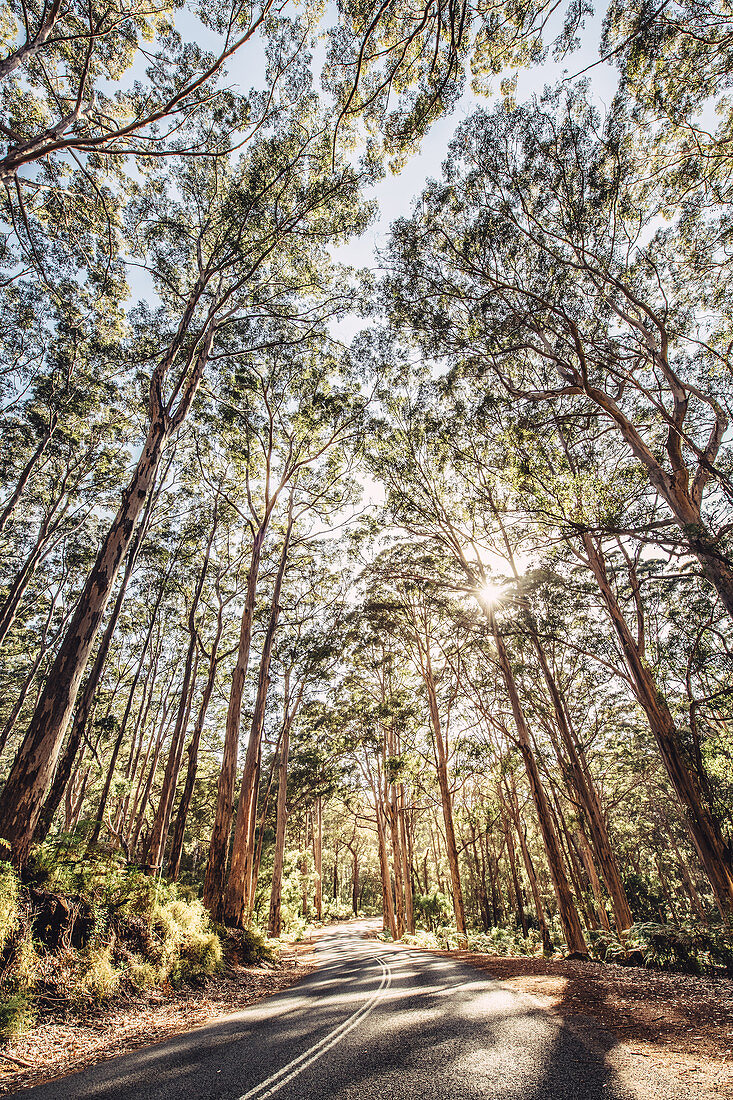 Road in Boranup Forest in Margaret River, Western Australia, Australia, Oceania