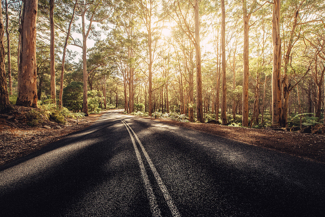 Road in Boranup Forest in Margaret River, Western Australia, Australia, Oceania