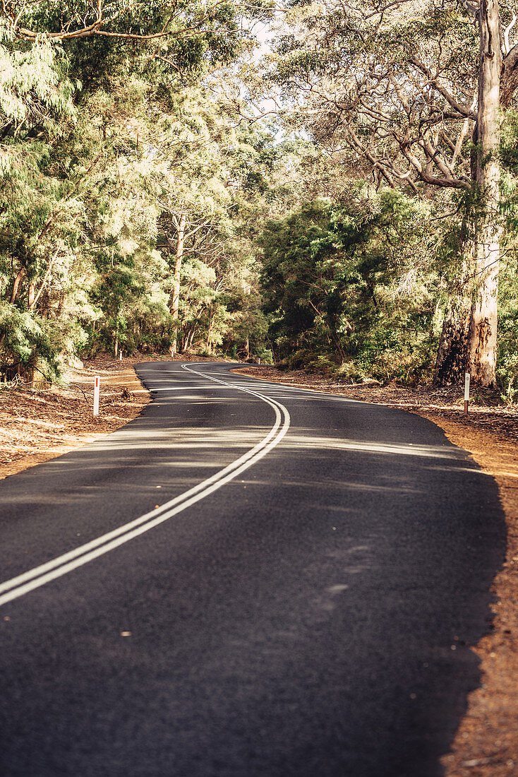 Straße im Boranup Forest in Margaret River, Westaustralien, Australien, Ozeanien