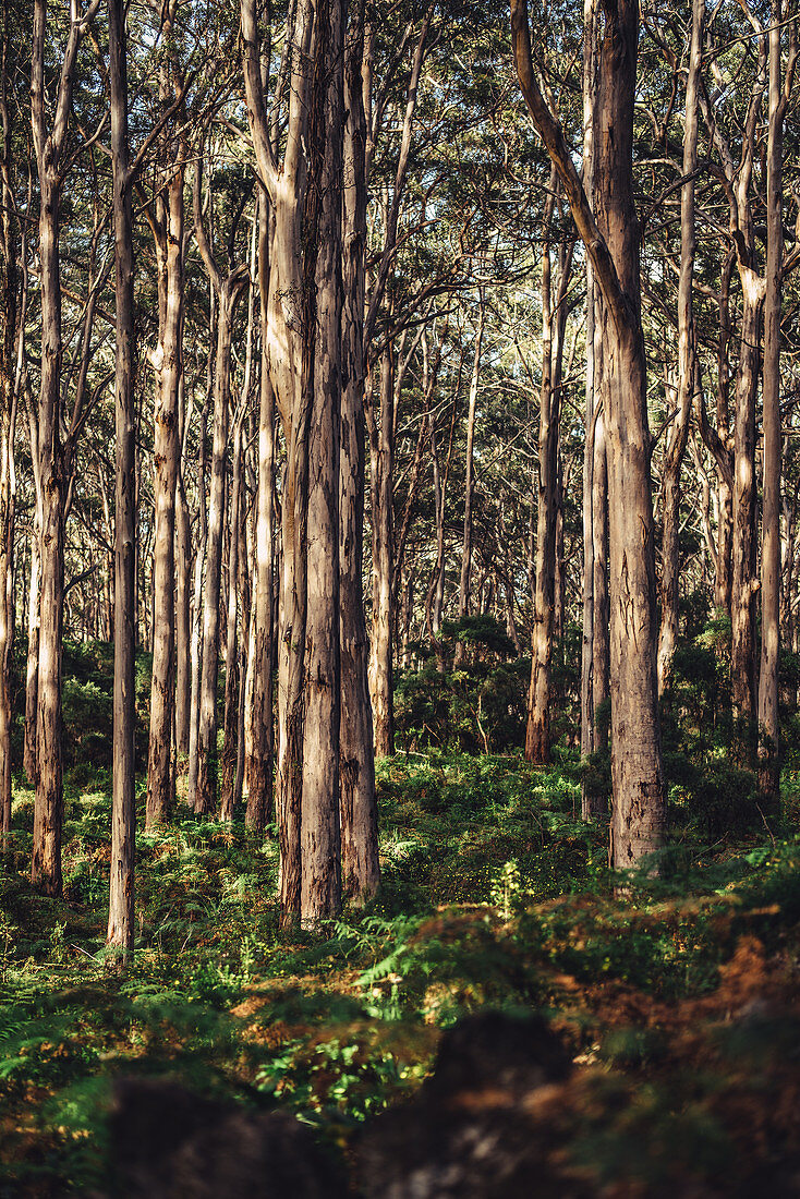Boranup Forest in Margaret River, Westaustralien, Australien, Ozeanien