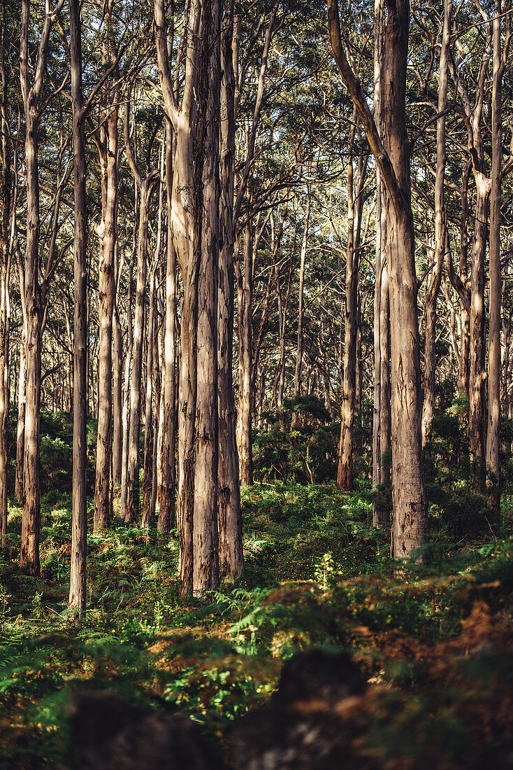 Boranup Forest in Margaret River, Western Australia, Australia, Oceania