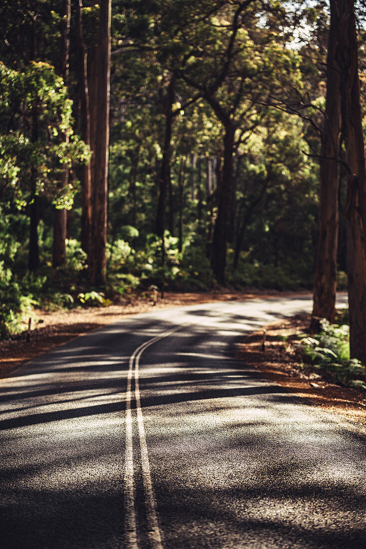 Straße im Boranup Forest in Margaret River, Westaustralien, Australien, Ozeanien