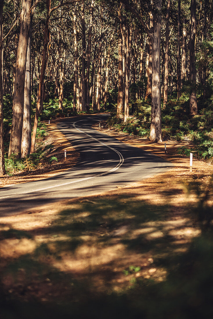 Road in Boranup Forest in Margaret River, Western Australia, Australia, Oceania