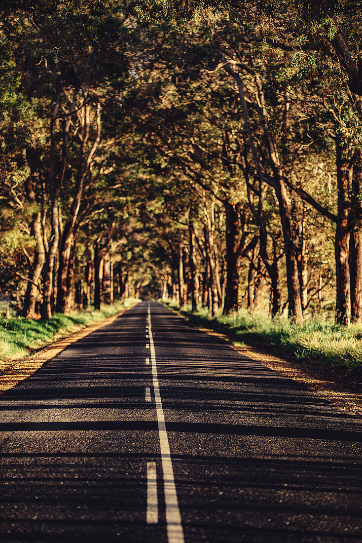 Road in Boranup Forest in Margaret River, Western Australia, Australia, Oceania