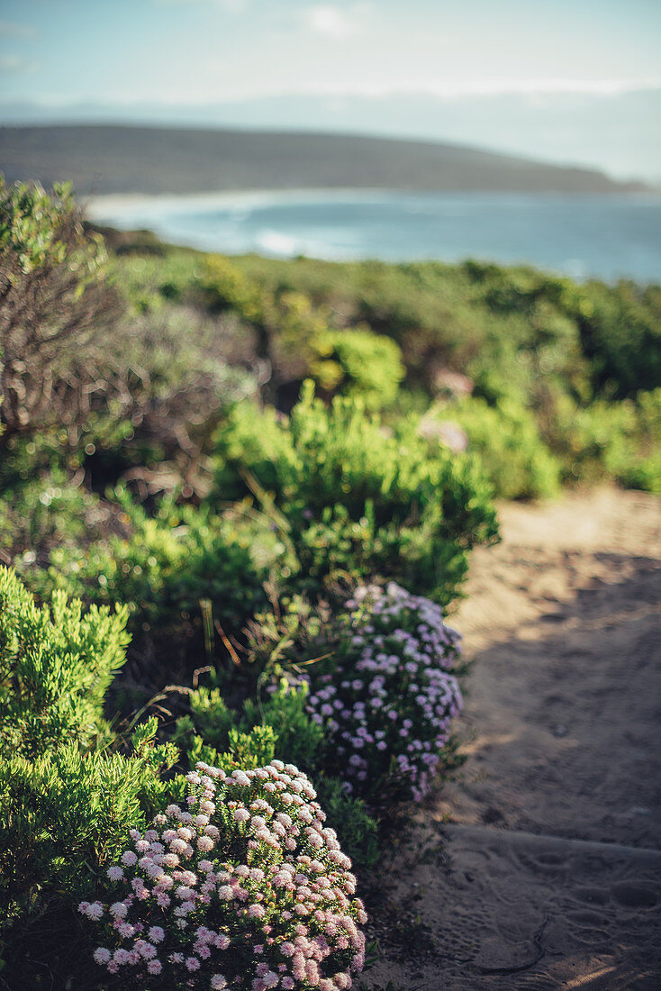 Oberhalb vom Smiths Beach bei Margaret River, Westaustralien, Australien, Ozeanien