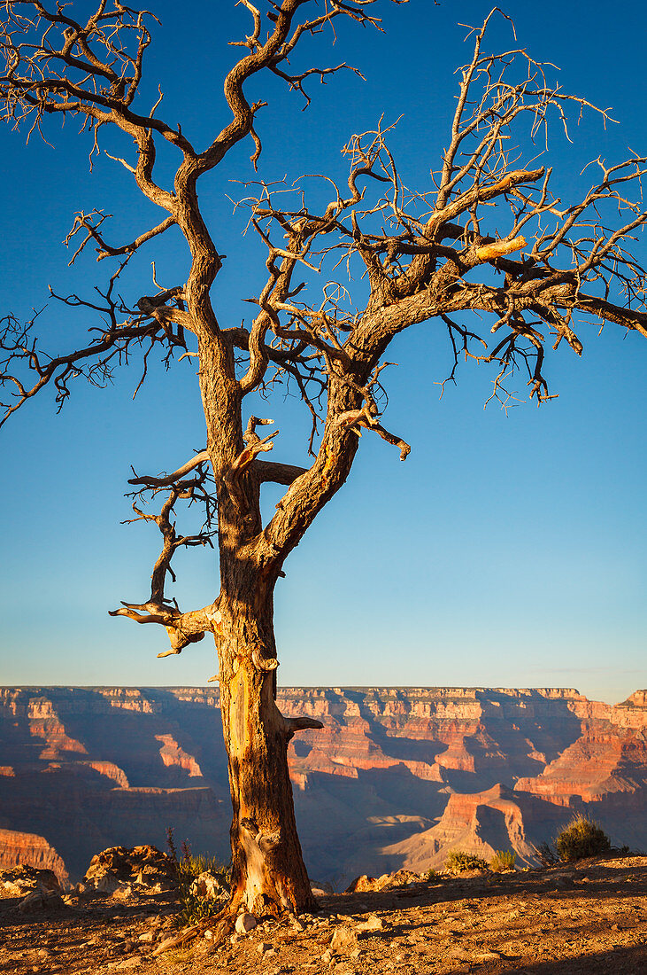 Grand Canyon Nationalpark, South Rim, Arizona, USA