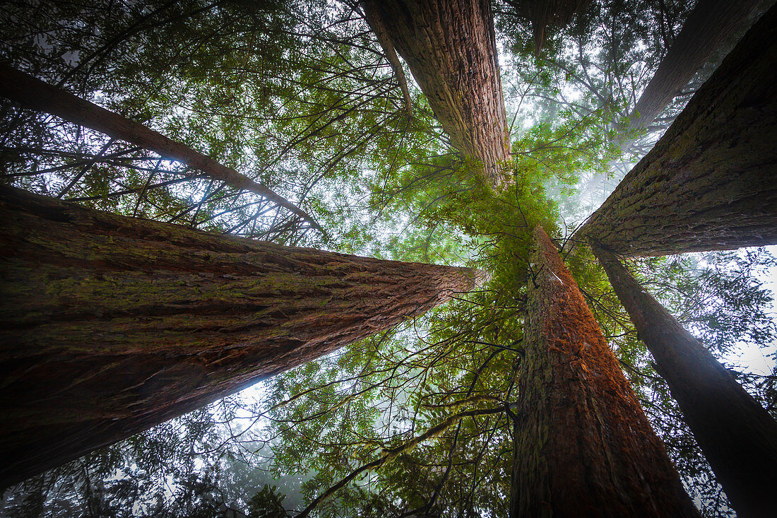 Jedediah Smith Redwood State Park, Kalifornien, USA