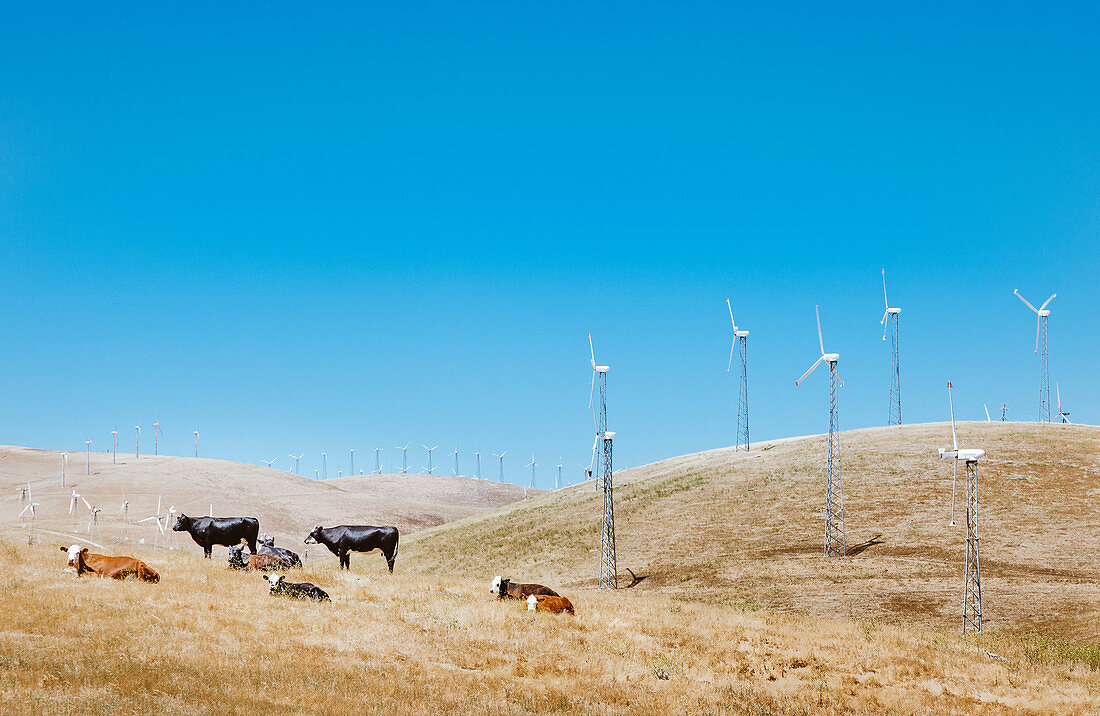 Cows graze on wind turbine field, California, USA