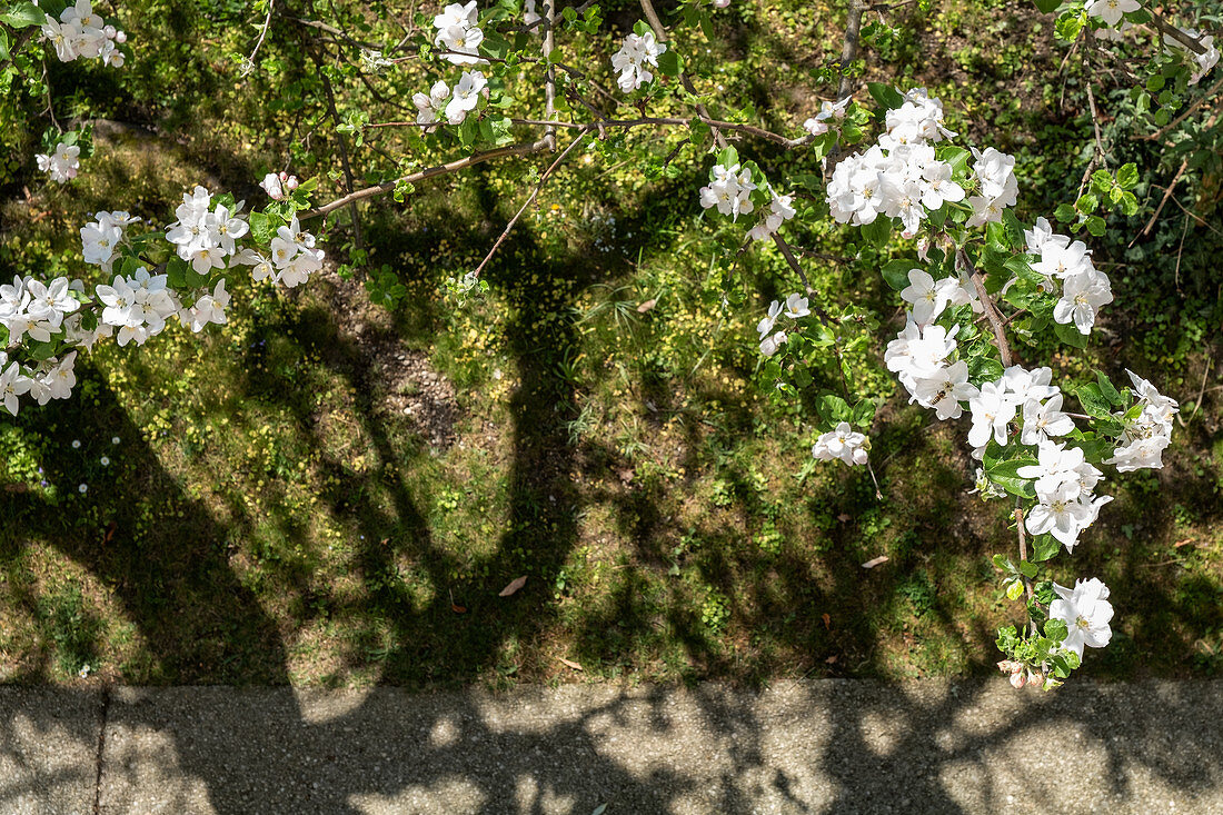 Blick auf blühenden Apfelbaum, München, Bayern, Deutschland, Europa