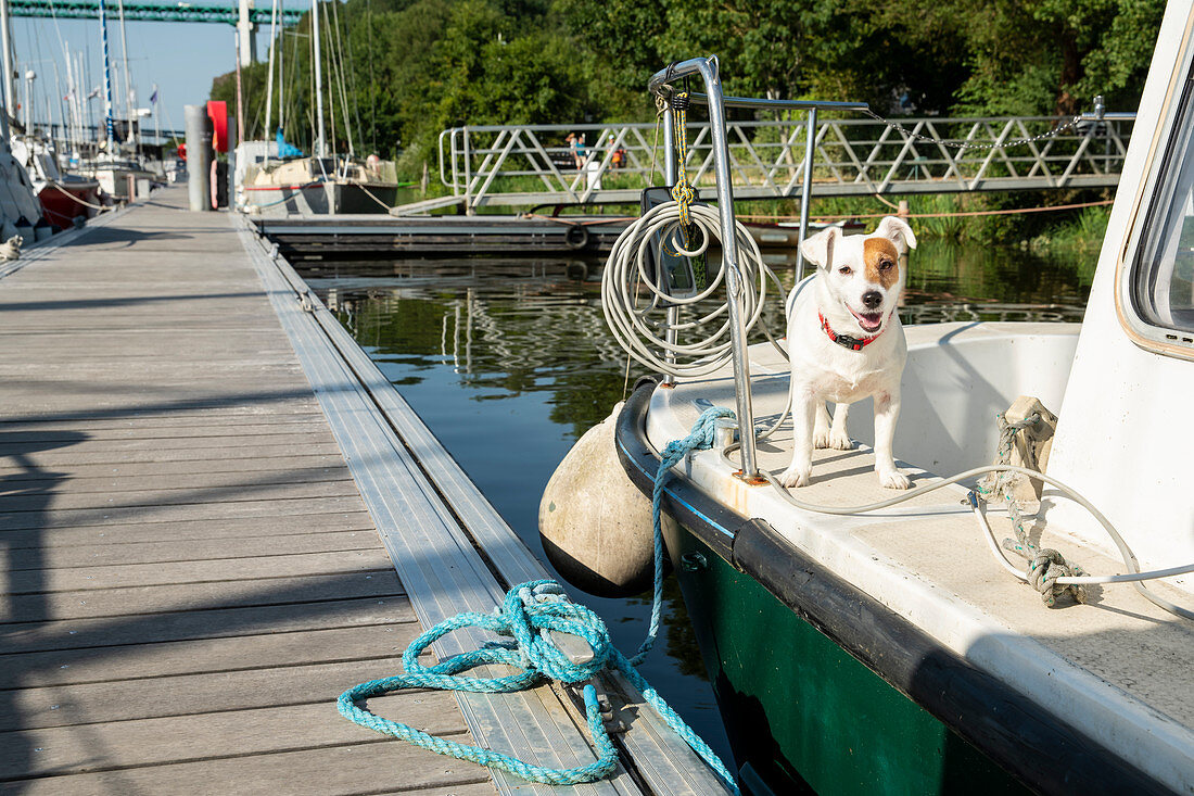 Kleiner Hund auf Hausboot im Hafen von La Roche-Bernard, Vilaine, Departement Morbihan, Bretagne, Frankreich, Europa