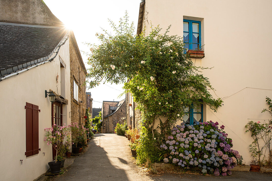 Romantische Gasse mit blühenden Hortensien, La Roche-Bernard, Vilaine, Departement Morbihan, Bretagne, Frankreich, Europa