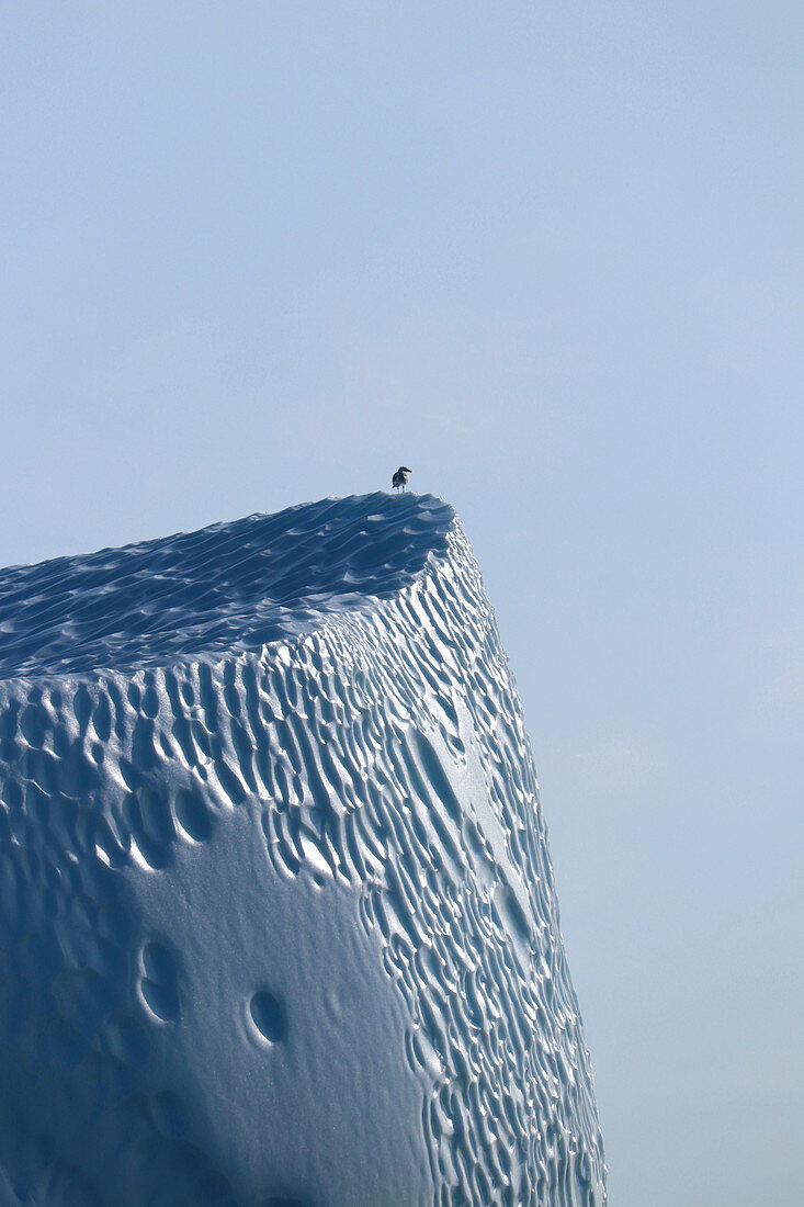 Disco Bay in West Greenland; Kangia ice fjord near Ilulissat; Iceberg; a seagull is resting on the tip of the iceberg; the sun shines on part of the iceberg and over time melts regular depressions into the surface; Ice surfaces glow in different shades of blue; clear sky