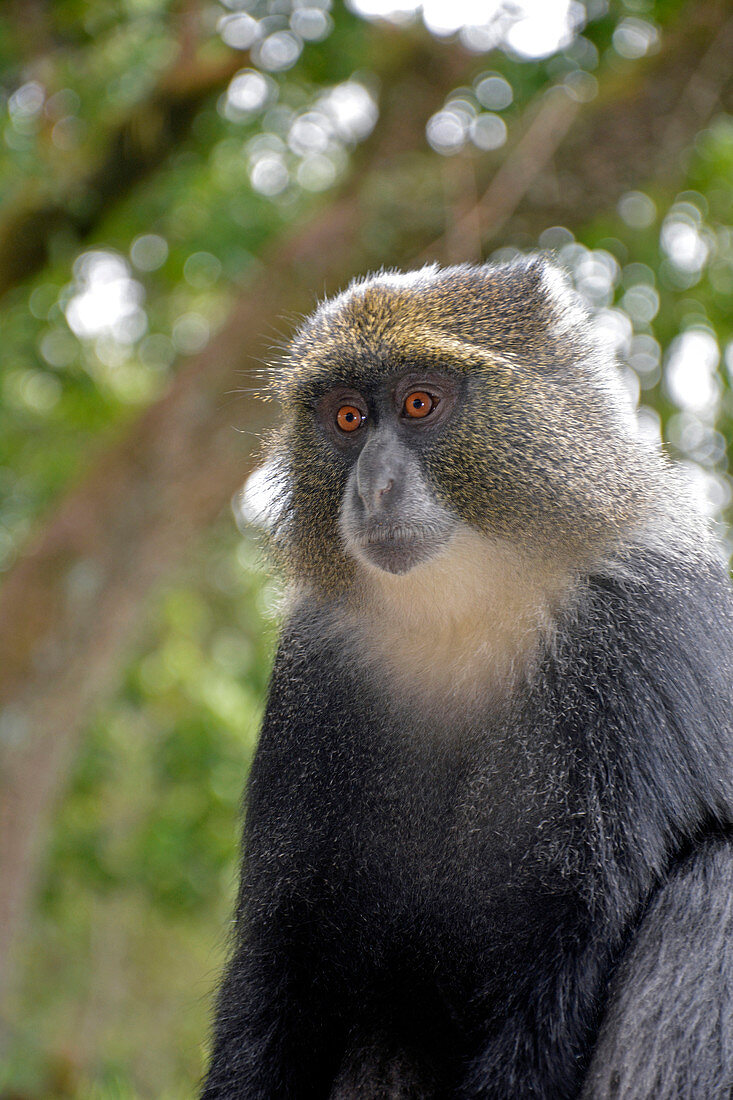 Kilimanjaro, white-necked monkey at Machame Gate, watches the arriving hikers, waits for food