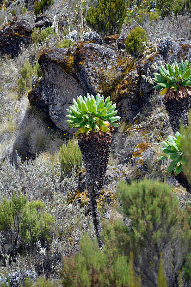 Kilimanjaro, rocky mountain landscape, typical vegetation, conifers, giant senecias, lichens and mosses, grasses