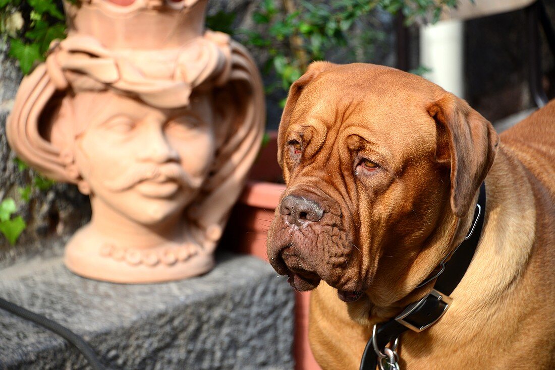 Faltiger Hund und Keramikkopf, Catania, Ostküste, Sizilien, Italien