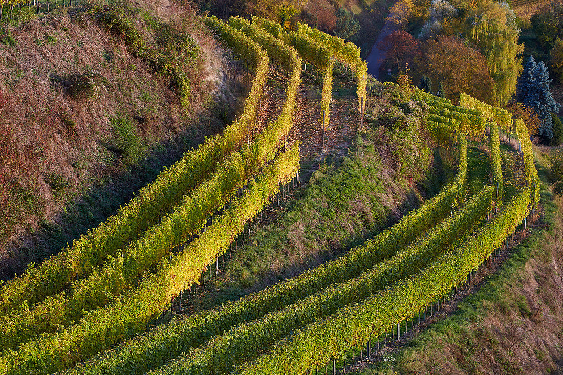 Vineyards at Achkarren at sunset, Kaiserstuhl, Baden-Württemberg, Germany, Europe