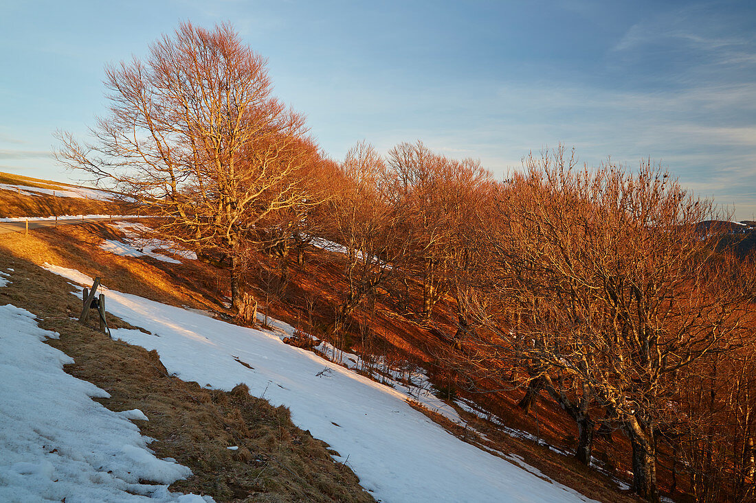 Wind beeches over Hofsgrund in the last sunlight, Schauinsland, Southern Black Forest, Black Forest, Baden-Wuerttemberg, Germany, Europe