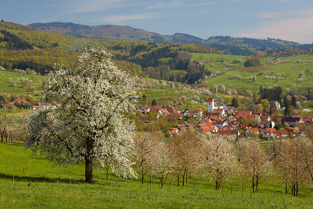 Kirschblüte in Feldberg - Obereggenen, Schliengen, Markgräflerland, Südlicher Schwarzwald, Baden-Württemberg, Deutschland