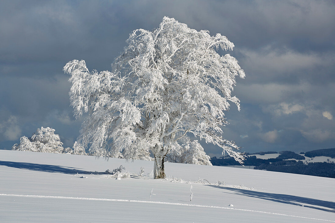 Snow-covered wind beech on the Schauinsland, Southern Black Forest, Black Forest, Baden-Wuerttemberg, Germany, Europe