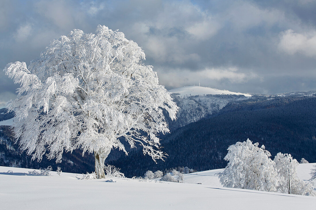 Blick vom Schauinsland zum Feldberg, Wintertag, Schnee, Südschwarzwald, Baden-Württemberg, Deutschland