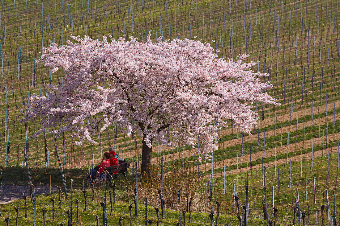 Rest under a blossoming fruit tree near Leiselheim, Kaiserstuhl, Baden-W? Rttemberg, Germany, Europe