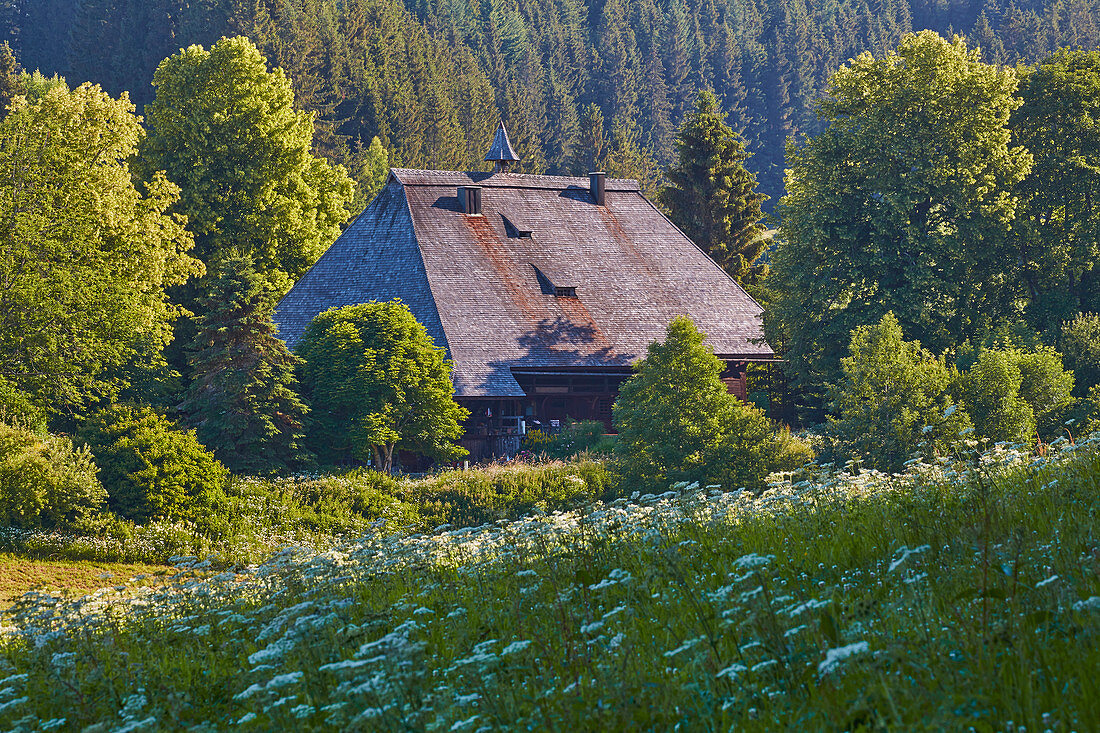 Untergschwendhof bei Gütenbach, Südschwarzwald,  Baden-Württemberg, Deutschland, Europa