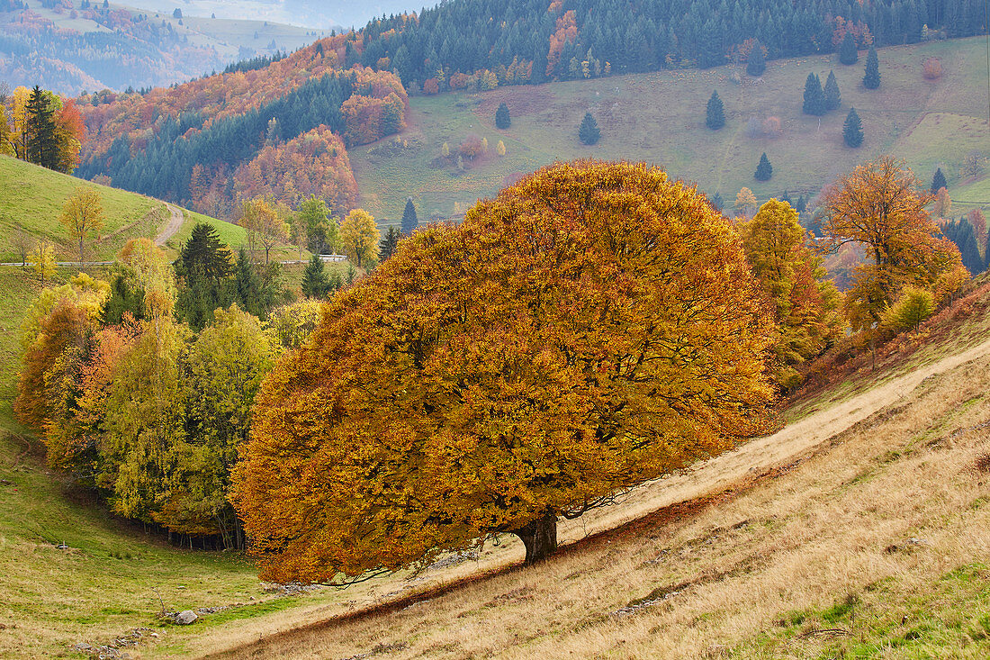 Exceptionally beautiful beech in Sch? Nau - Aitern, Southern Black Forest, Black Forest, Baden-W? Rttemberg, Germany, Europe