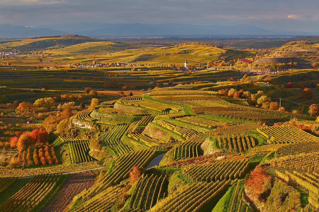 Blick auf Weinberge, Oberrotweil und Burkheim und die Vogesen, Kaiserstuhl, Breisgau, Baden-Württemberg, Deutschland, Europa