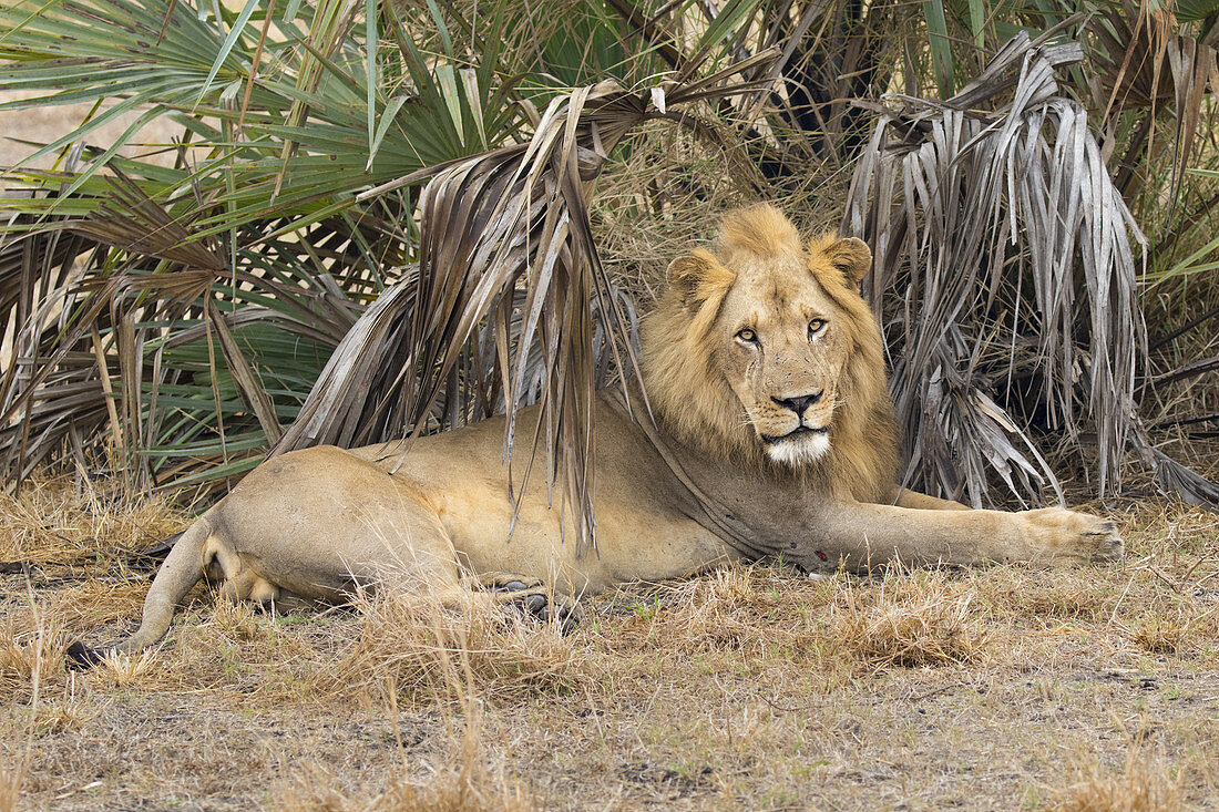 Afrikanischer Löwe (Panthera Leo) männlich, Gorongosa-National Park, Mosambik, gefährdete Arten