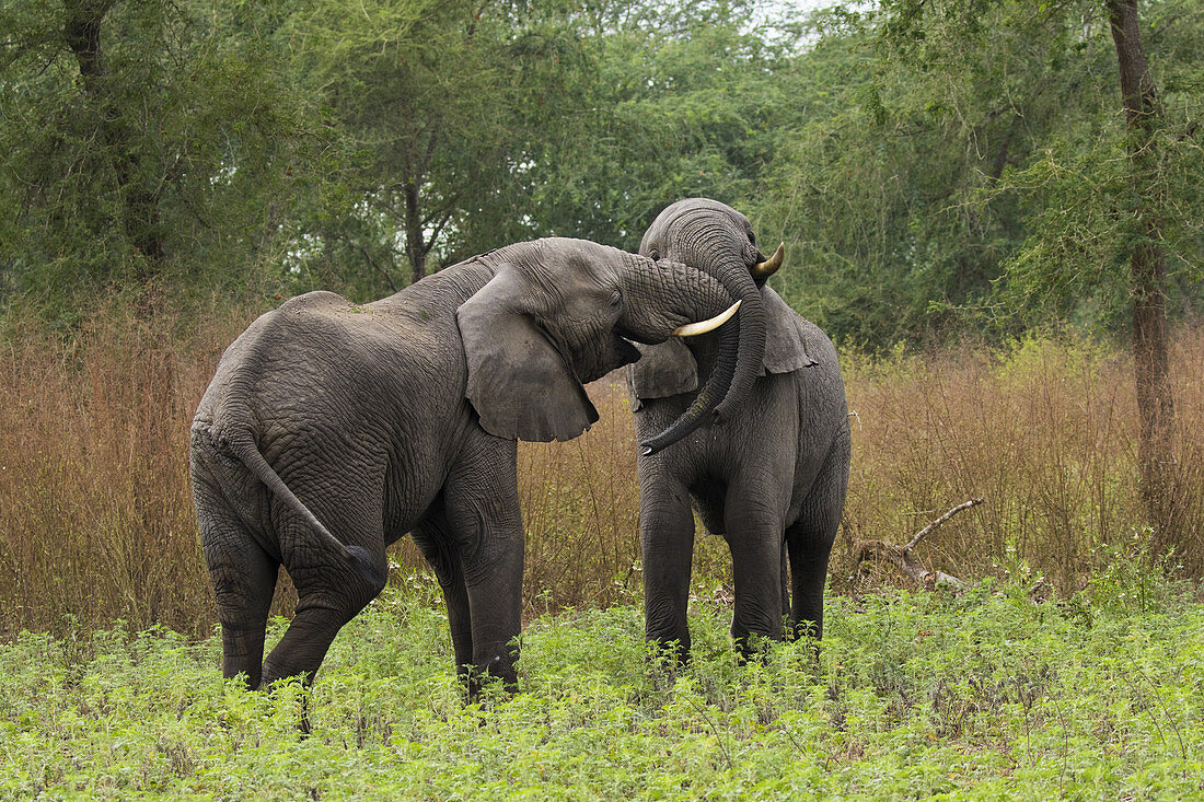 Afrikanischer Eelefant (Loxodonta africana), zwei männliche Jungtiere, Gorongosa-Nationalpark, Mosambik, gefährdete Arten