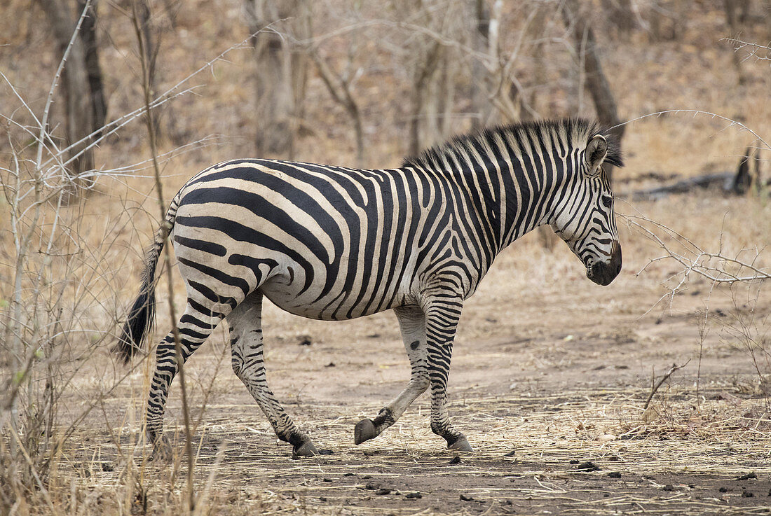 Crawshay's Zebra (Equus quagga crawshayi) Gorongosa-Nationalpark, Mosambik