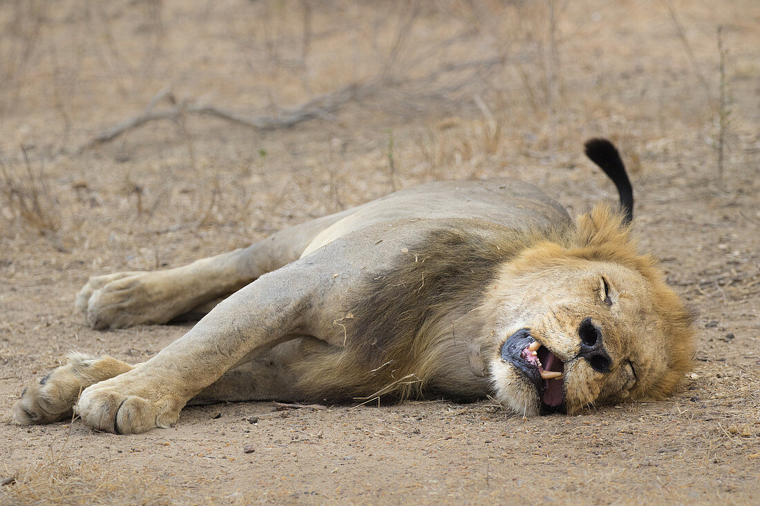 AFRICAN LION (Panthera leo) male resting, Gorongosa National Park, Mozambique. Vulnerable species.