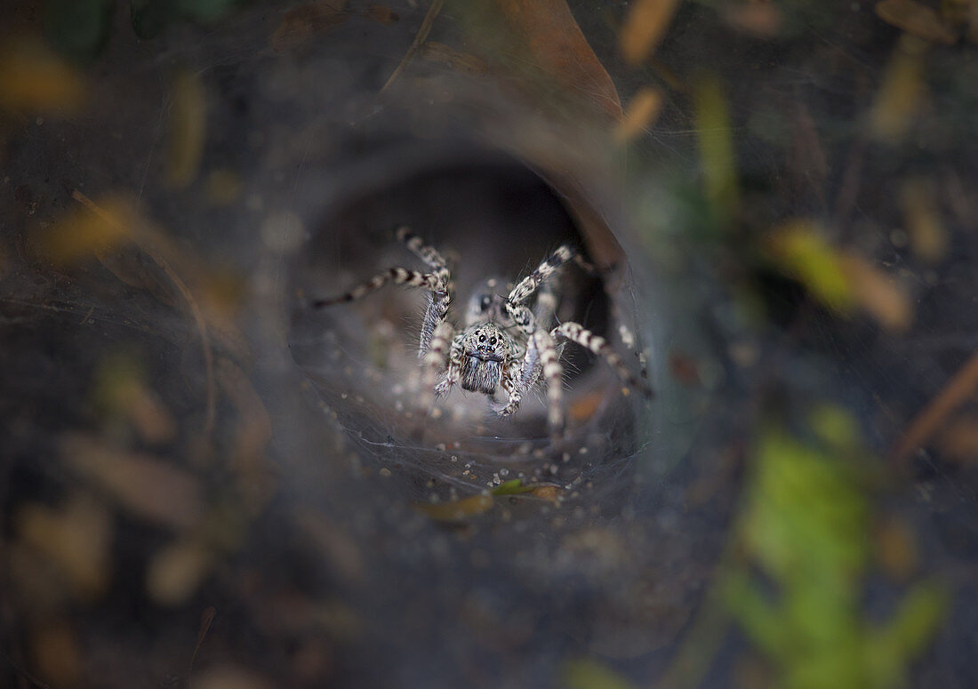 Trichterspinne (Agelenidae), Erwachsener im Netz, Dovela, Inharrime, Mosambik